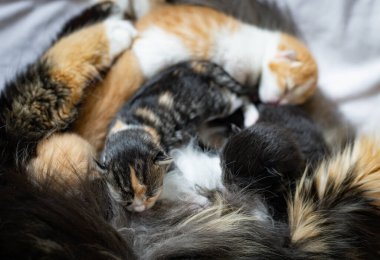 Yeni doğmuş kedi yavruları beyaz bir yatakta yatan anne kediden süt içerler. Hayvan yaşam tarzı kavramı.