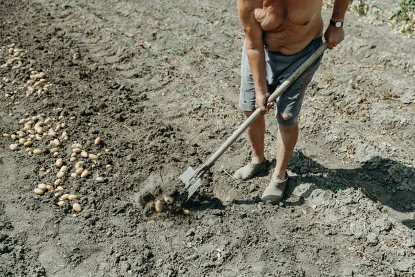 stock image Portrait of one elderly Caucasian unrecognizable man in torn shorts without a T-shirt and galoshes manually digging up potatoes with a shovel in a village garden on a sunny summer day, top side close