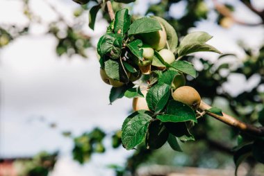 Güneşin altında olgunlaşan elmalarla dolu bir dalın güzel bir manzarası. Bir yaz günü, gökyüzüne karşı bir köyün bahçesinde, yakın bir manzara. Bereketli hasat kavramı, güzel doğal.