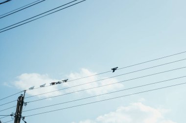 Altı mavi-beyaz güvercin sürüsü bir yaz günü mavi gökyüzüne karşı elektrik hattının yanında bir sıranın üzerinde oturuyorlar, alt tarafı yakın çekimde. Vahşi yaşam konsepti, güzel doğal.
