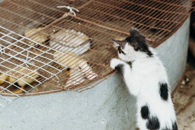 Siyah benekli küçük beyaz bir kedi yavrusunun portresi, içinde bir ördek yavrusu olan eski paslı bir yalağa bakıyor ve bir yaz günü bir köy bahçesinde ona merakla bakıyor.