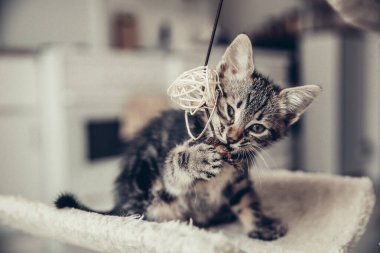 Bir kedi evinde asılı doğal bir oyuncakla cici bir şekilde oynayan küçük, güzel bir kedi yavrusunun portresi. Bir yaz günü mutfakta kameraya bakıyor, yakından bakıyor. Konsept: