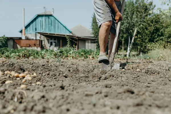 stock image Portrait of one elderly Caucasian unrecognizable man in torn shorts and galoshes manually digging up potatoes with a shovel in a village garden against the backdrop of a house on a sunny summer day, bottom side view close-up. Concept of the lifestyle