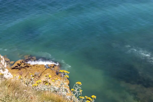 Stock image Beautiful view of yellow mountain daisies growing on a mountainside against the backdrop of the blurred sea below on a sunny summer day in Etretat, Normandy France, close-up side view. Concept of