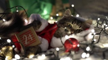 Noel Baba gibi giyinmiş küçük sevimli kahverengi bir kedi yavrusu, patilerinde 24 tarihli bir takvim kutusu tutuyor, geceleri kanepede yatıyor, etrafında yanan bir çelenk ve Noel ağacı var.