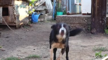 Zincire bağlı kirli ve ıslak bir köpeğin portresi. Kameraya bakıyor, zıplıyor, havlıyor ve kuyruğunu sallıyor. Bir yaz günü köpeği pireler için tedavi ettikten sonra. Kavram
