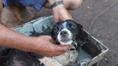 Yaşlı beyaz bir adam, eski giysiler içinde ve kirli bir şekilde bekçi köpeğini bir pire zincirinde yıkıyor. Kafasına tıbbi su döküyor. Kafasına demir yalak dökülüyor. Yavaş çekimde, yakın çekimde. Kavram