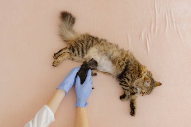 Beyaz, mavi eldivenli genç bir doktorun elleri sezaryenle beslenmek için anne kediye çok küçük bir kedi yavrusu getiriyor. Evde, klinikte, yatağın üzerinde, düz bir şekilde yatıyor.