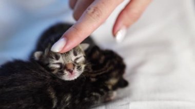 İki yeni doğmuş safkan kedi yavrusu birbirine sarılıyor ve tatlı tatlı uyuyor yaz günü beyaz bir çarşafın üzerinde uzanıyor ve beyaz bir kız tek parmağıyla kafasını okşuyor.
