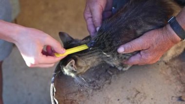 Yaşlı bir adamın elleri üç renkli küçük bir kedi yavrusu tutuyor ve genç bir adam solgunlara, güneşli bir yaz gününde eski bir demir fıçıda ağır çekimde ağır çekimde oturan bir pire ilacıyla davranıyor.