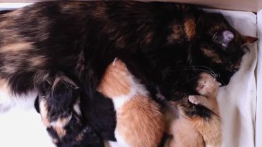 Uyuyan üç renkli bir anne ve süt içen dört yeni doğmuş kedi yavrusu, yatak çekmecesinde yatıyorlar. Hayvan yaşam tarzı kavramı.