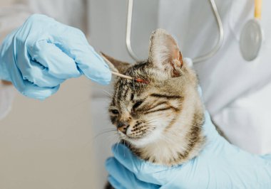 Beyaz önlüklü, mavi eldivenli, tanınmayan genç bir beyaz kız veteriner mantar yüzünden gözünün üstüne kedi yavrusu sopasıyla şeker veriyor.