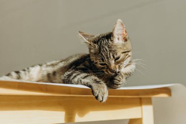 Masanın üzerinde duran koyu tekir renkli küçük bir kedi yavrusunun portresi. Pençesini güzelce yalıyor, yakından bakıyor. Modern yaşam tarzını kabul et..
