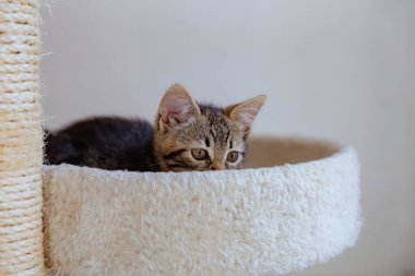 Üç renkli, güzel bir kedi yavrusunun portresi. Genelevde uzanıyor. Bir yaz günü odanın yan tarafına, yakından bakıyor. Hayvan yaşam tarzı konsepti.