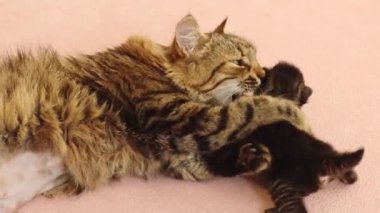 Bir anne kedi yeni doğmuş bir kediyi yalıyor, ısırıyor ve onunla oynuyor, bir klinikteki yatakta yatıyor, alt tarafı yavaş çekimde yakın çekimde. Sağlıklı yaşam tarzı, evcil hayvan bakımı, yeni hayat kavramı.