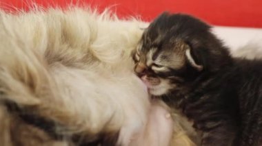 Koyu renkli, yeni doğmuş bir yavru kedi anne kedinin sütünü emiyor, bir klinikte yatağın üzerinde yatıyor, yavaş çekimde yan gözle bakıyor. Sağlıklı yaşam tarzını kabul et.