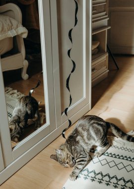 Güneşli bir yaz gününde, yatak odasındaki beyaz bir dolaba yapıştırılmış siyah spiral asılı bir oyuncağı çekerek küçük, güzel bir kedi yavrusu oynar. Modern yaşam tarzı evcil hayvanları düşünün, oyun zamanı.