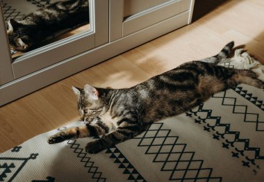 Küçük, güzel bir kedi yavrusu pençelerini uzatmış ve güneşli bir yaz gününde beyaz bir dolaba yapıştırılmış siyah bir spiral oyuncakla oynadıktan sonra dinleniyor.