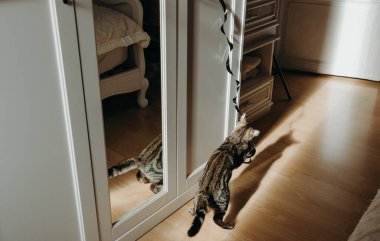 Arka taraftaki küçük güzel kedi yavrusu, siyah spiral bir oyuncakla eski bir yatak odasındaki beyaz bir dolaba yapışmış, güneşli bir yaz gününde bir atlayışta donmuş, yakın plan çekilmiş bir şekilde oynuyor. Modern kavram