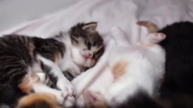 Küçük, tüylü, üç renkli bir kedi yavrusu beyaz bir yatakta yatar ve pençeleriyle oynar, yukarıdan yakından bakar..