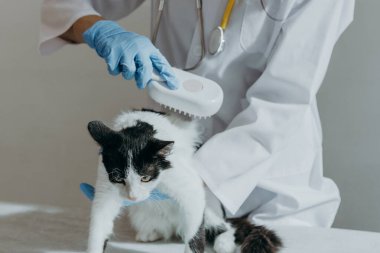 Beyaz önlüklü ve mavi eldivenli, tanınmayan genç bir beyaz kız veteriner, özel bir tarak kullanarak, bir evde gri taş bir masada oturan siyah ve beyaz benekli bir kedi yavrusunu tarar.