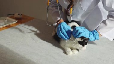 Beyaz önlüklü ve mavi eldivenli genç bir beyaz kadın veteriner, evdeki bir masada sakince oturan siyah ve beyaz benekli bir kedi yavrusundaki pireler için boyun bölgesindeki kürkü inceliyor.