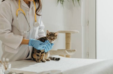 Beyaz önlüklü, mavi eldivenli, tanınmayan genç bir beyaz kız veteriner mantar için pamuk çubuklu bir kediyi tedavi ediyor.