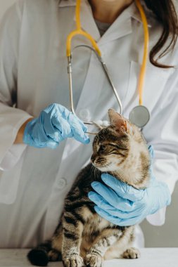 Beyaz önlüklü, mavi eldivenli, tanınmayan genç bir beyaz kız veteriner, gözünün üstündeki mantar solucanının yüzüne, sakince ve tatminsiz bir şekilde oturan pamuk çubuğuyla muamele ediyor.