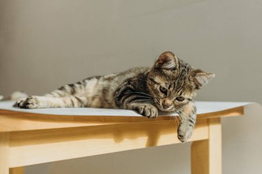 Küçük, güzel bir kedi yavrusunun portresi, koyu bir tekir renkli, masanın üzerinde uzanıyor ve yaz güneşli bir günde, cici bir şekilde yere bakıyor, yakından yan bakışı. Modern kavram