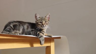 Masanın üzerinde duran koyu renkli küçük bir kedi yavrusu, etrafına bakıyor ve kürkünü sırtına yalıyor, alt tarafı yavaş çekimle yakın çekim. Modern hayvan yaşam tarzı konsepti.