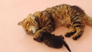 Bir anne kedi, onunla oynarken yeni doğmuş bir kedinin yüzünü yalıyor, bir klinikteki yatakta yatıyor, üst tarafı yavaş çekimle yakın plan. Sağlıklı yaşam tarzı, evcil hayvan bakımı, yeni hayat kavramı