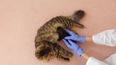 Beyaz önlüklü ve mavi eldivenli genç bir doktor, yeni doğmuş güzel bir kedi yavrusuna ameliyattan sonra anne kedinin sütünü içmesi için yardım ediyor.