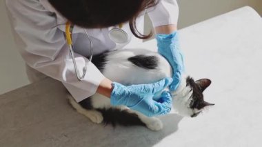 Beyaz önlüklü ve mavi eldivenli genç bir beyaz kız veteriner sırtındaki tüyleri, kürek kemiklerini ve boynundaki siyah beyaz benekli bir kedi yavrusundaki pireleri inceliyor.