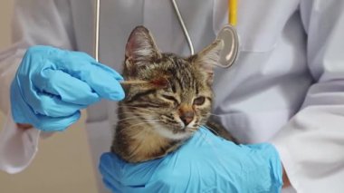 Beyaz önlüklü ve mavi eldivenli genç bir beyaz kız veteriner mantar için pamuk çubuğuyla sol gözünün üzerine bir kedi yavrusunun yüzünü süpürür.