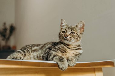 Masanın üzerinde duran koyu bir tekir renkli, güneşli bir yaz gününde, yanına dikkatlice bakan, küçük, güzel bir kedi yavrusunun portresi. Modern yaşam tarzı kavramı