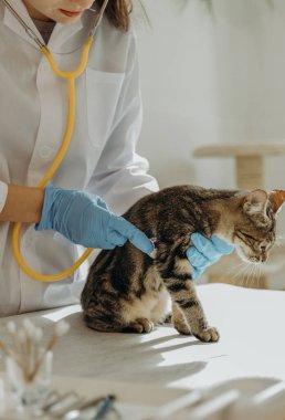 Beyaz önlüklü, mavi eldivenli, tanınmayan genç bir beyaz kız veteriner sarı steteskop yardımıyla masanın üzerinde oturan üç renkli bir kedinin kalp atışını dinliyor.