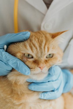 Beyaz önlüklü ve mavi eldivenli beyaz tenli genç bir kız veteriner gün boyunca bir ev ofisinde yaralı bir kedinin gözünü yakından inceliyor. Veterinere gitme fikri, tatlım.