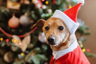 Noel Baba kostümlü güzel bir minyatür köpek portresi. Yatakta oturmuş, kameraya bakıyor. Süslü Noel ağacının bulanık arka planına bakıyor.
