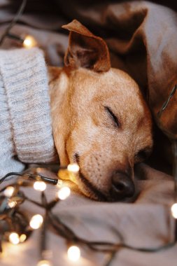 Gri örgü Noel süveteri giymiş güzel bir minyatür pinscher köpeğinin portresi. Yatakta tatlı tatlı uyuyor. Yatak odasında çelenk yakıyor. Kavram