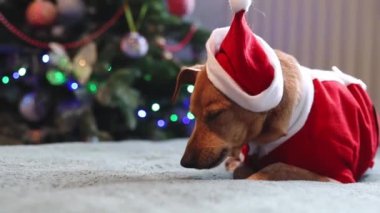 Noel Baba kostümlü güzel bir minyatür köpek yatakta uzanıyor ve güzelce dinleniyor ve esniyor. Süslü Noel ağacının bulanık arka planında, odada, yan odada tatil için bekliyor.