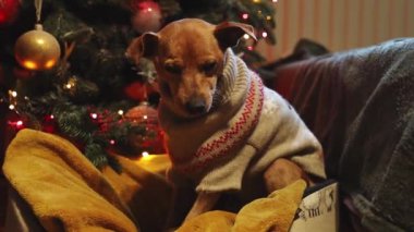 Güzel bir minyatür pinscher köpeği, Noel süveteri içinde sıcacık yuvarlak bir yatakta oturuyor. Süslü Noel ağacının yanında, akşamları göz kırpan çelenklerle.