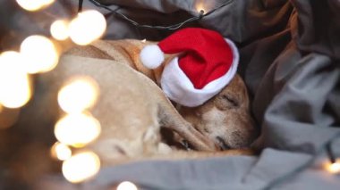Noel Baba şapkalı güzel bir minyatür köpek yatakta kıvrılarak yatıyor. Kafası gri bir yatağa gömülü. Çelenk ve Bokeh solda, yan çekimde.