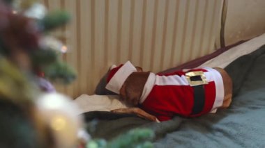 Noel Baba kostümlü güzel bir minyatür köpek yatakta uzanıyor ve hoş bir şekilde ısınıyor. Gündüz süslenmiş Noel ağacının bulanık arka planında tatil için bekliyor.