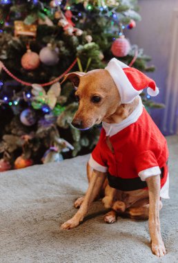Noel Baba kostümlü güzel bir minyatür köpek portresi yatakta oturmuş, gündüz vakti bulanık bir Noel ağacına bakıyor.