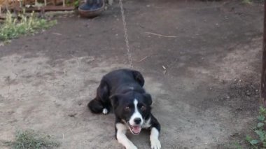 Zincirlenmiş bir köpek, kuyruğunu sallayan ve bir yaz günü köydeki bir evin arka bahçesinde pirelenmiş bir köpeği tedavi ettikten sonra mutlu bir şekilde oynayan bir köpek.