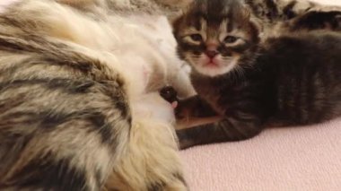 Yemekten sonra dinlenen, başını sallayan ve kıvrılan, bir ev kliniğinde anne kedisinin yanında uzanan küçük, güzel bir safkan kedi yavrusu.