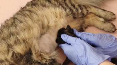 Mavi eldivenli genç bir doktor ameliyattan sonra anne kediye yeni doğmuş bir kedi getirir ve bir klinikte yavaş çekimde süt içmesine yardımcı olur.