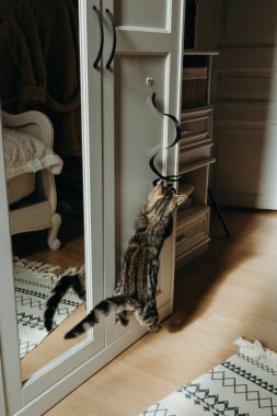 Küçük güzel bir kedi yavrusu atlama ve yatak odasındaki beyaz bir dolaba yapıştırılmış siyah spiral asılı oyuncağı ısırma oyunu oynuyor. Güneşli bir yaz gününde, bir atlayışta donmuş, yakın plan. Modern kavram