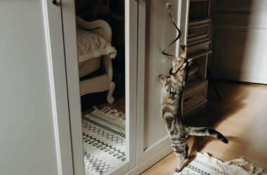 Güneşli bir yaz gününde, beyaz bir dolapta asılı duran siyah spiral oyuncakla ayakta duran küçük, güzel bir kedi yavrusu. Modern yaşam tarzını benimseyin, oynayın.