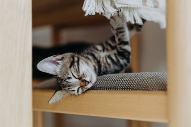 Üç renkli güzel bir kedi yavrusunun portresi. Masanın altında yumuşak bir yatak ile tahta bir sandalyeye uzanmış uyuyor. Pençe tırnağını bir yaz günü mutfaktaki masa örtüsünde tutuyor.